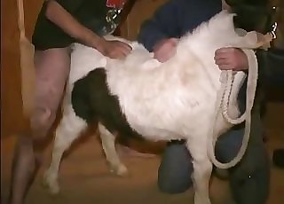 Stimulating tight anus of a sexy horse