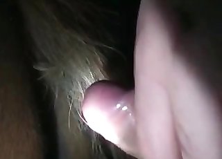 Horse is being boned from behind by an holder