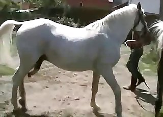 Two white stallions and a horny jockey