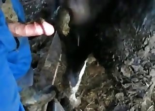 Coprophilia enjoyment for a zoophile and a horny stallion