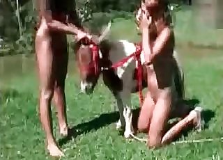 Puny horse gets into zoo intercourse