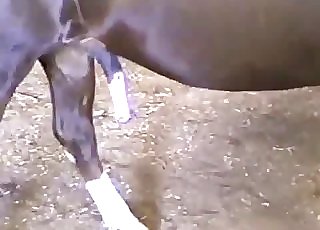 2 horse have awesome sex in the barn