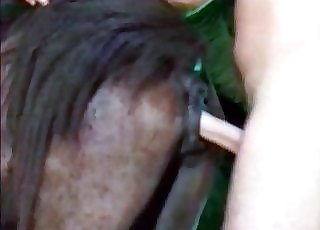 Man violently fucking a hung horse