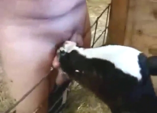 Zoophile feeds his magnificent cock to a fucking recess
