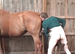 Puny pony in the farm animality